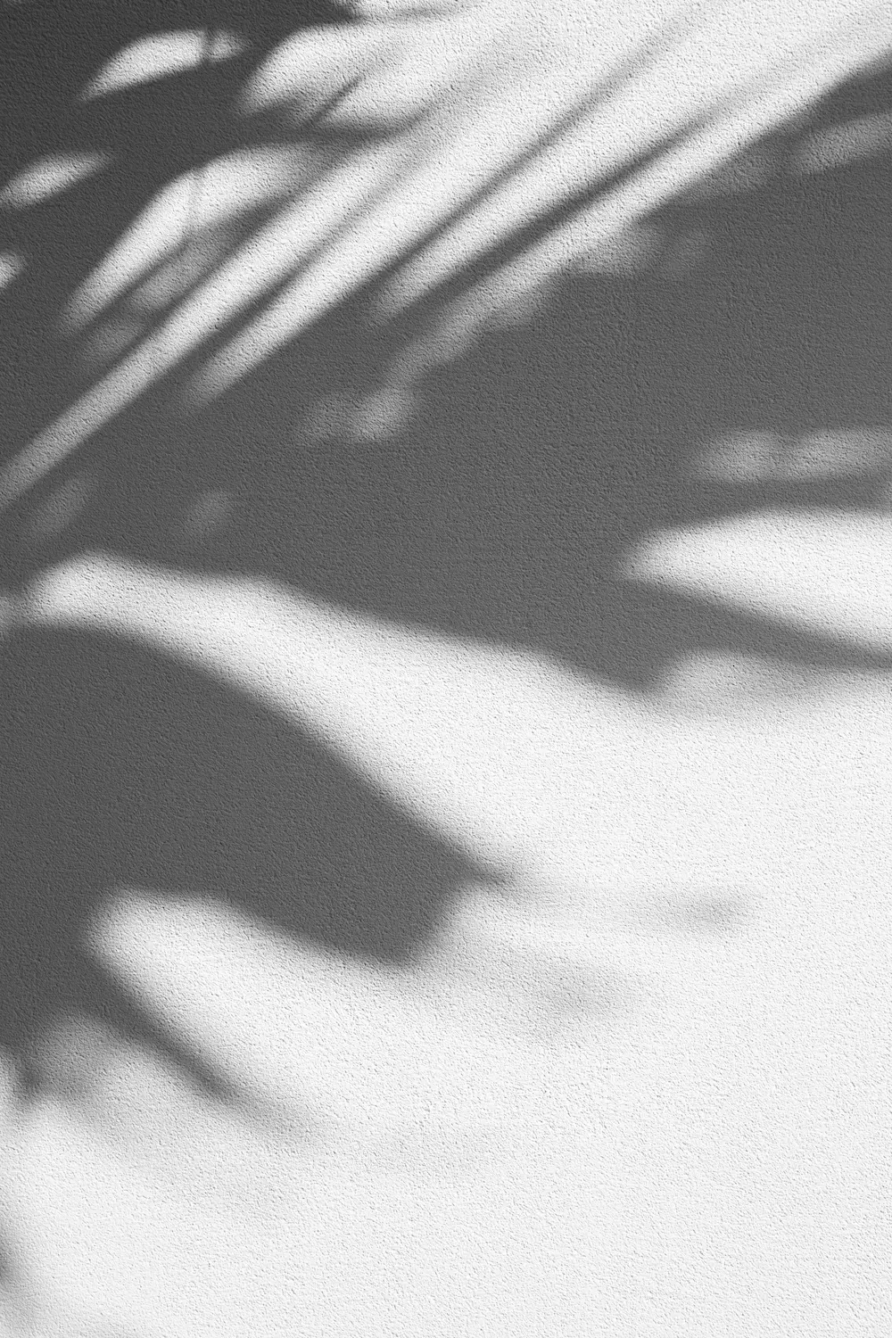 Ombres de feuilles projetées sur un mur