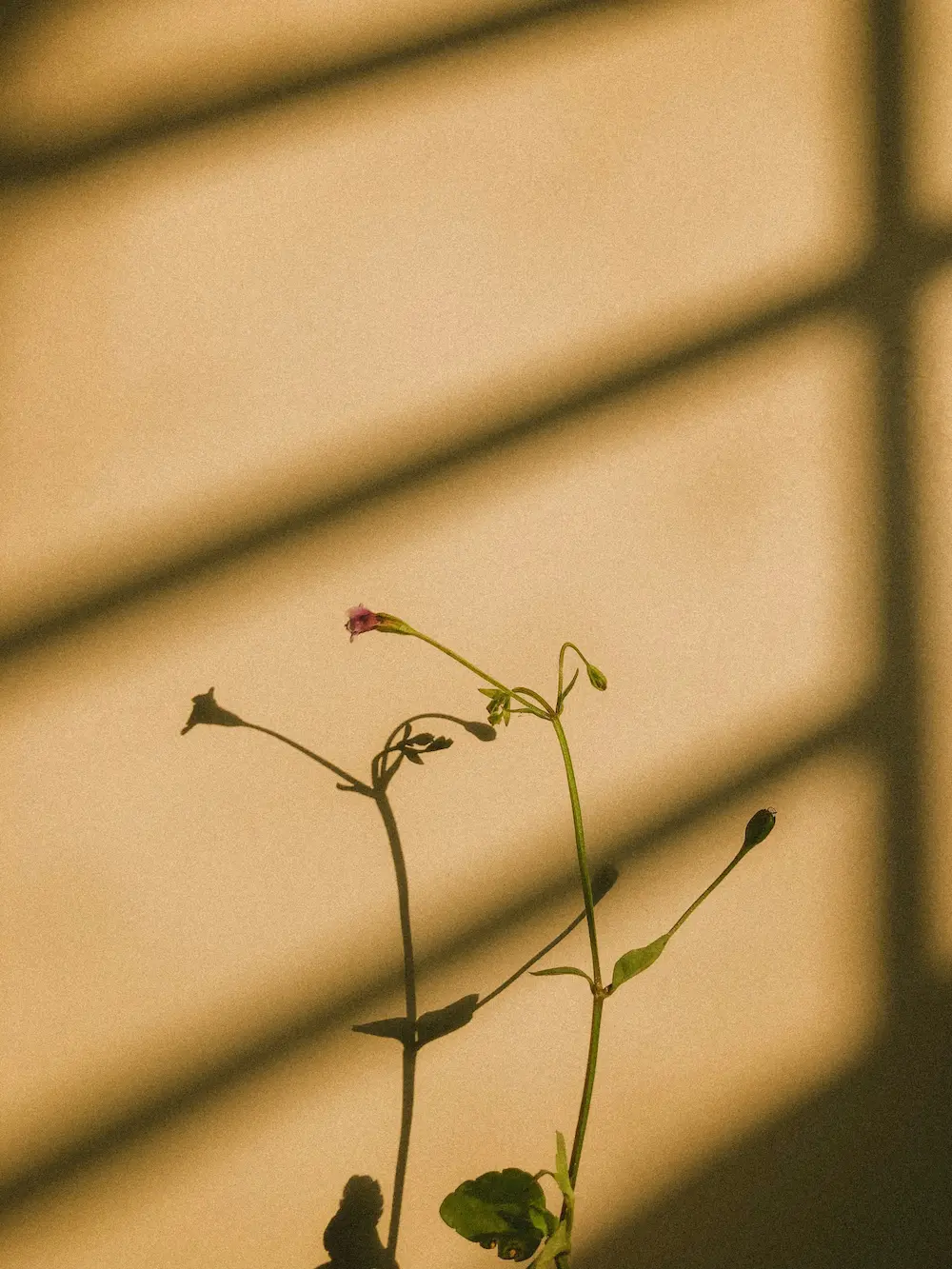 Plante fine éclairée par une lumière chaude